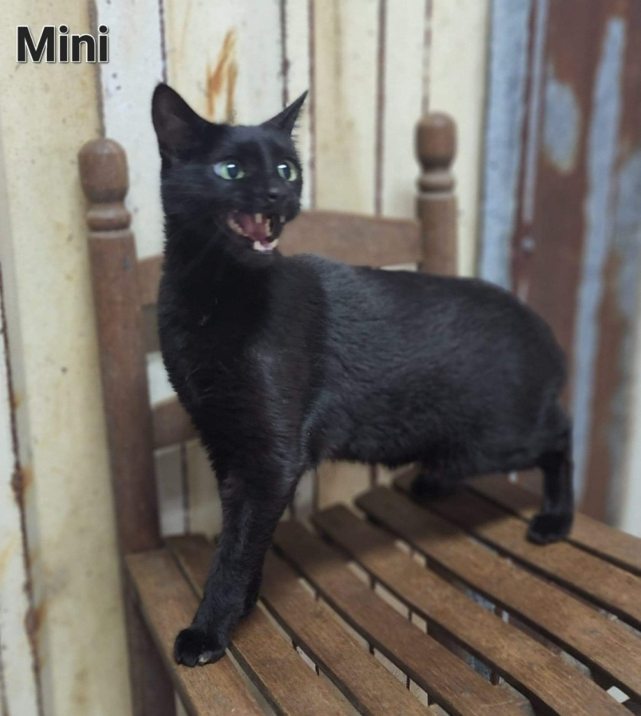 Mini, an adoptable Calico in El Dorado, AR, 71730 | Photo Image 1