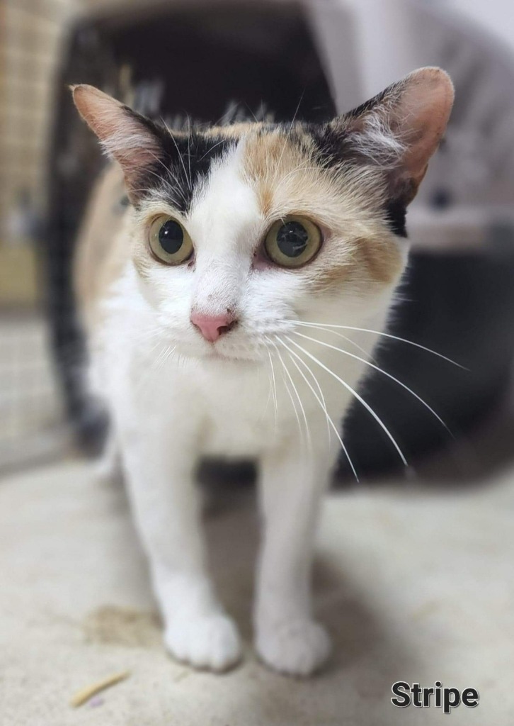 Stripe, an adoptable Calico in El Dorado, AR, 71730 | Photo Image 1