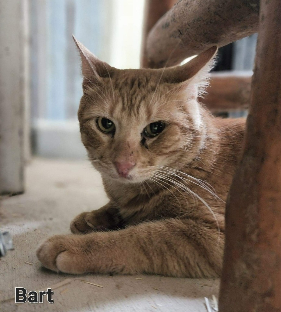 Bart, an adoptable Domestic Short Hair in El Dorado, AR, 71730 | Photo Image 1