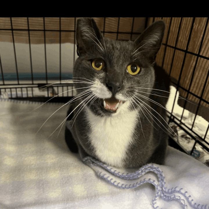 Gene Gray, an adoptable Domestic Short Hair & Tuxedo Mix in Los Angeles, CA_image-1