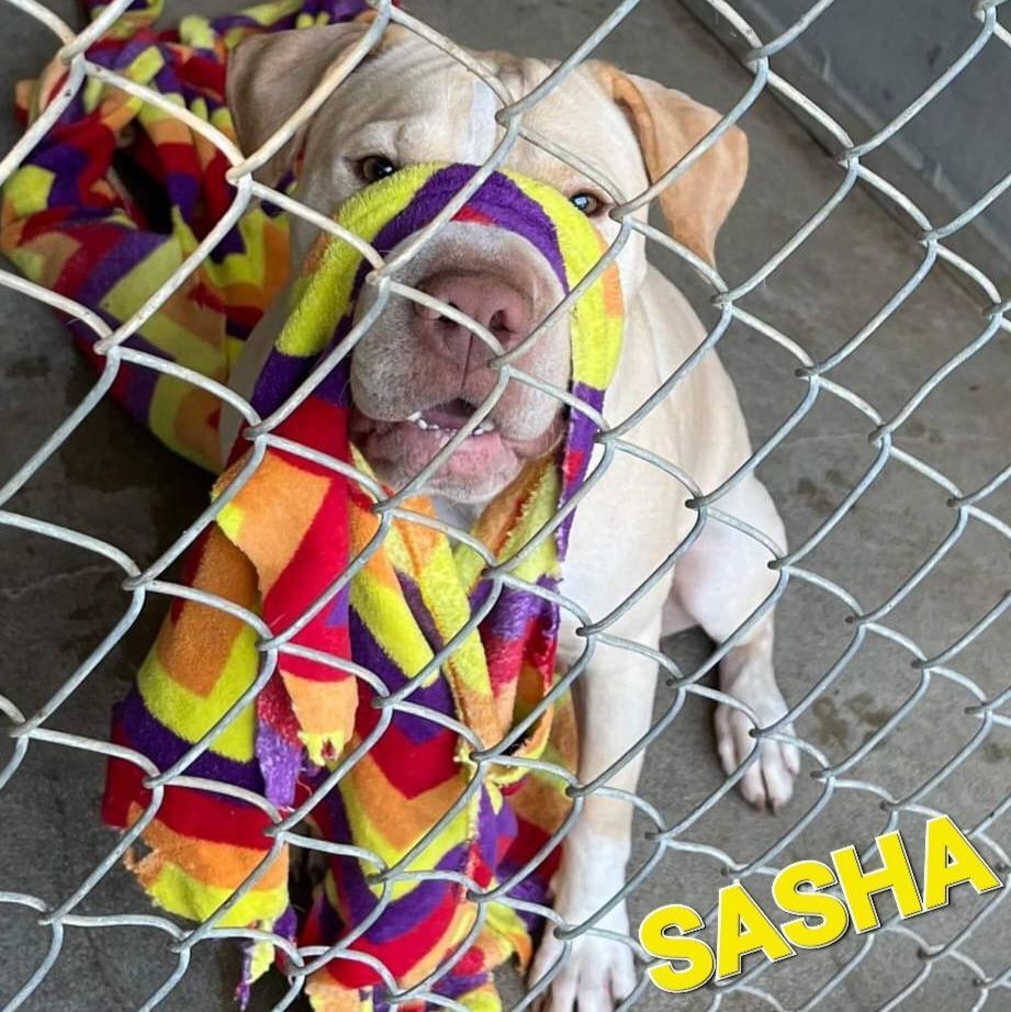 SASHA, an adoptable Shar-Pei, Labrador Retriever in Wheelersburg, OH, 45694 | Photo Image 3