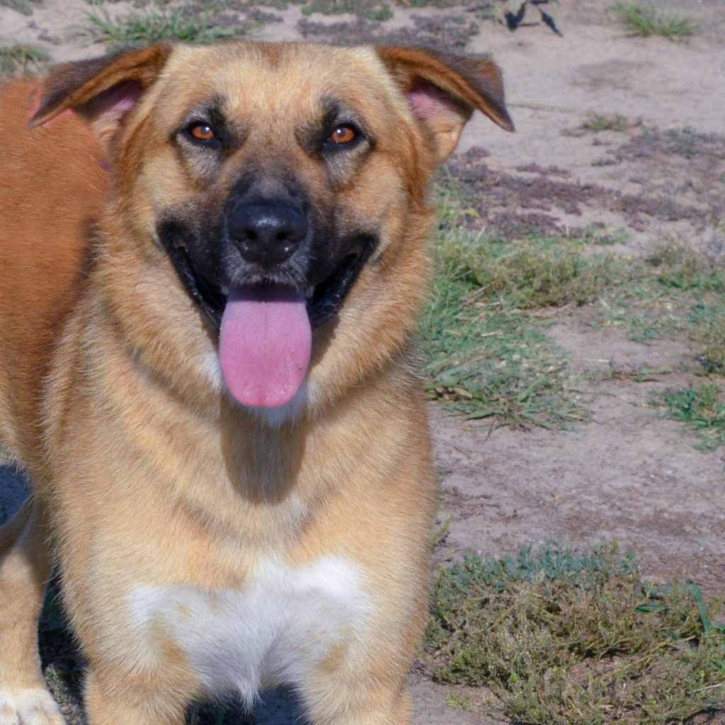 Mork, an adoptable Collie, Retriever in Quinlan, TX, 75474 | Photo Image 1