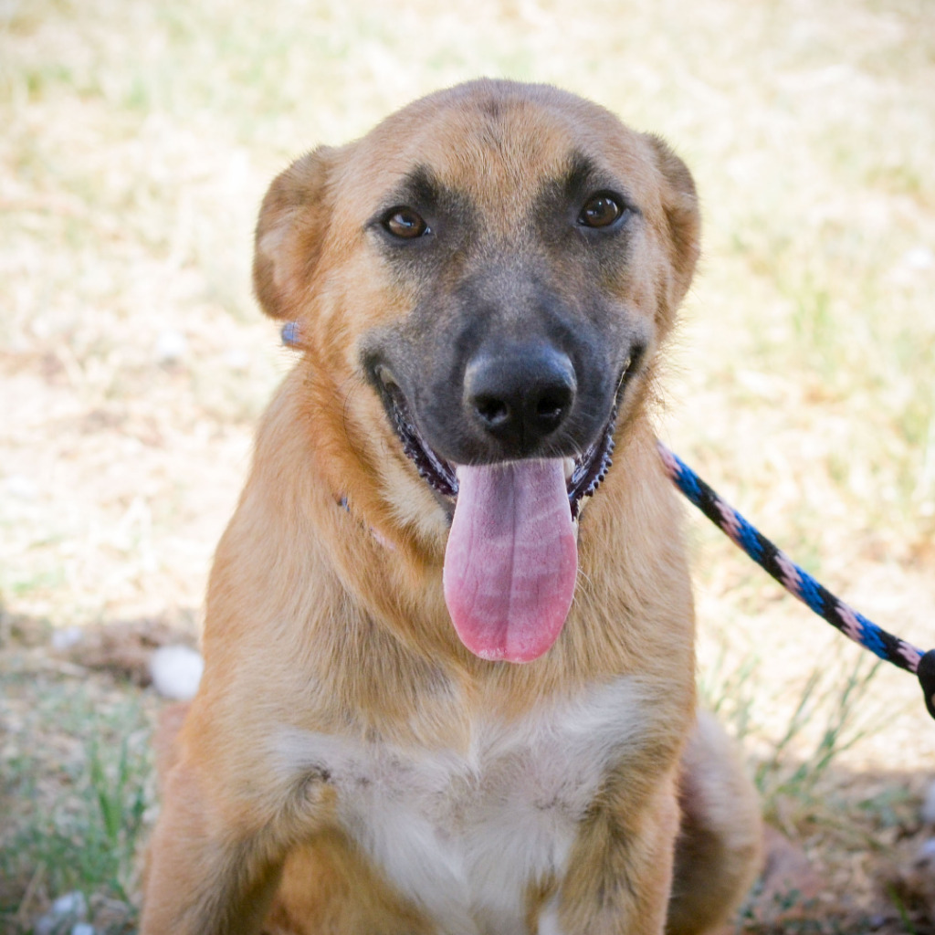 Mork, an adoptable Collie, Retriever in Quinlan, TX, 75474 | Photo Image 3
