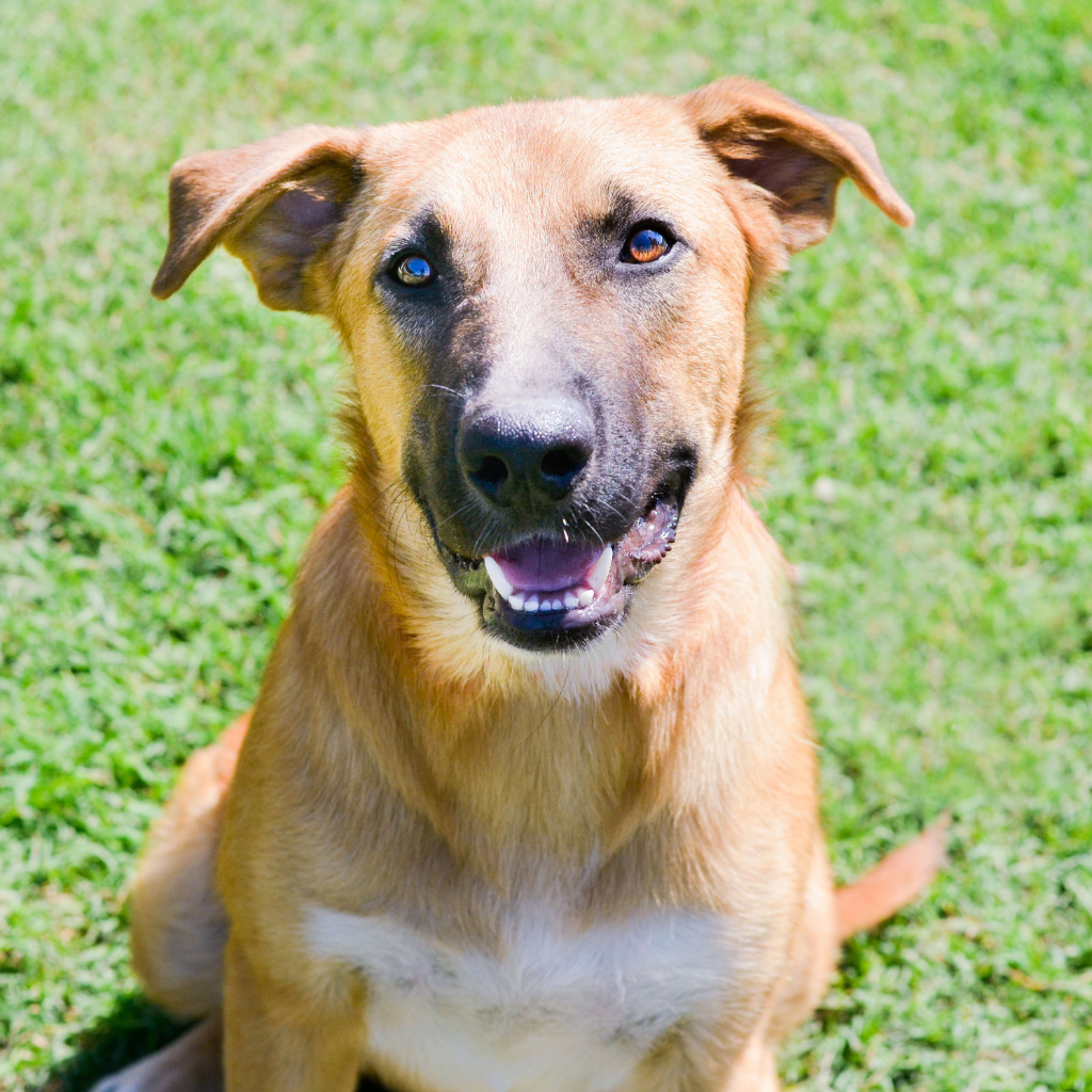 Mork, an adoptable Collie, Retriever in Quinlan, TX, 75474 | Photo Image 4