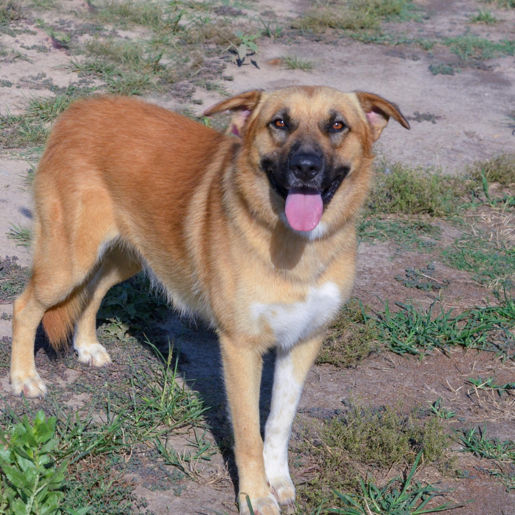 Mork, an adoptable Collie, Retriever in Quinlan, TX, 75474 | Photo Image 5