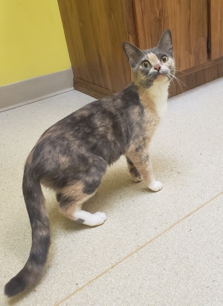 Polly, an adoptable Domestic Short Hair, British Shorthair in Ballwin, MO, 63011 | Photo Image 1