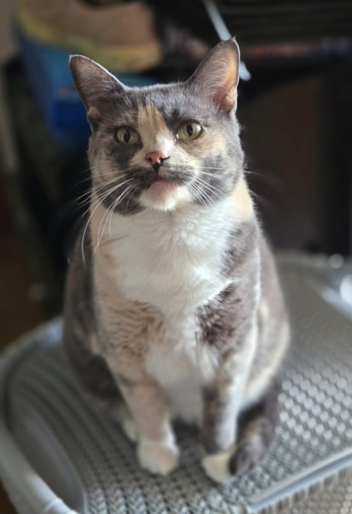 Polly, an adoptable Domestic Short Hair, British Shorthair in Ballwin, MO, 63011 | Photo Image 1