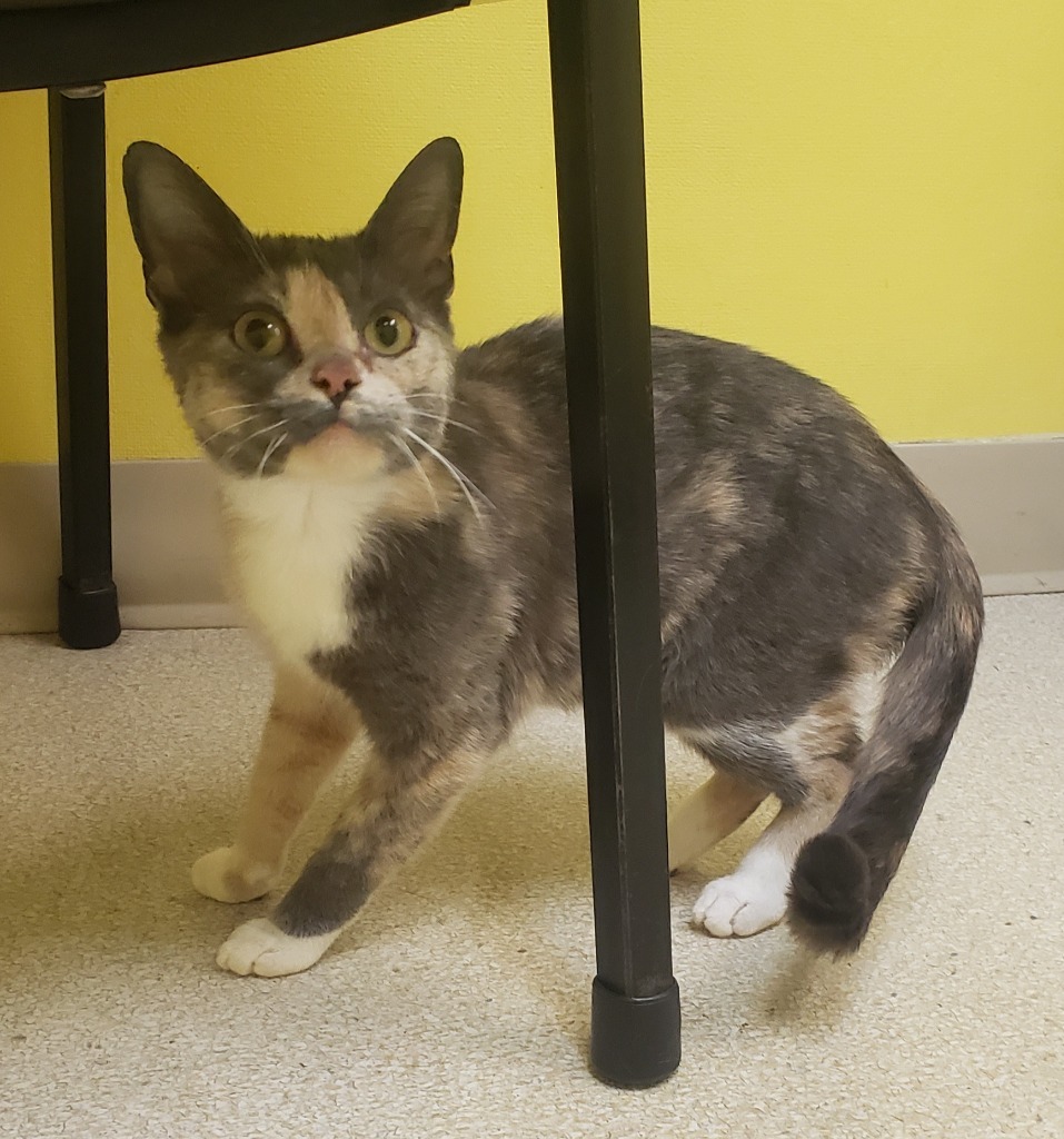 Polly, an adoptable Domestic Short Hair, British Shorthair in Ballwin, MO, 63011 | Photo Image 2