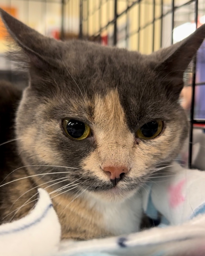 Polly, an adoptable Domestic Short Hair, British Shorthair in Ballwin, MO, 63011 | Photo Image 4