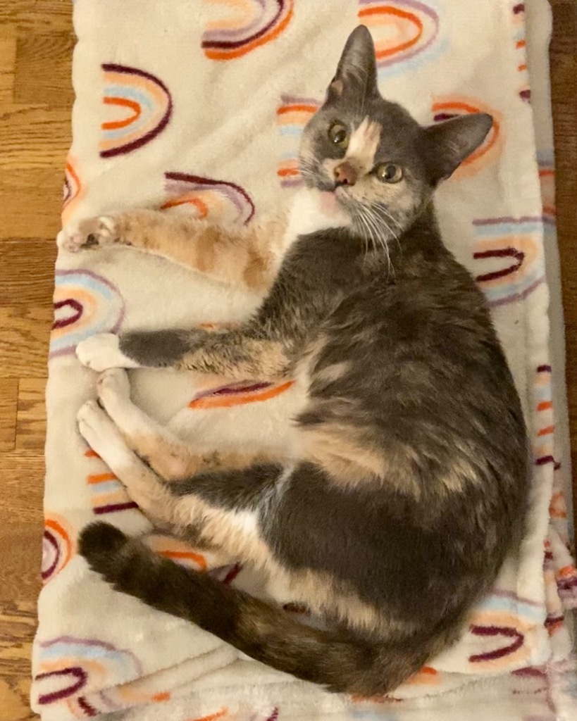 Polly, an adoptable Domestic Short Hair, British Shorthair in Ballwin, MO, 63011 | Photo Image 4