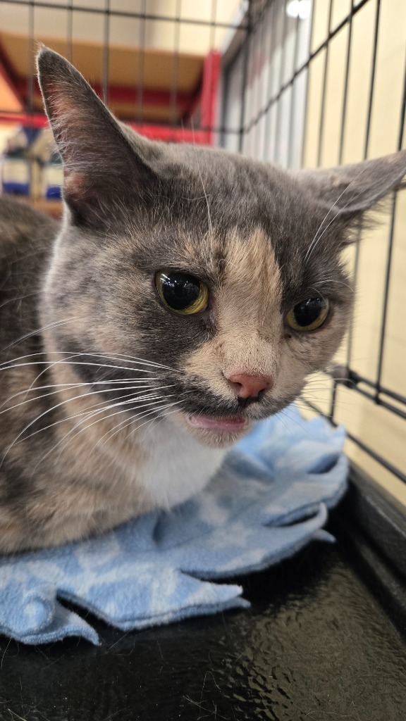 Polly, an adoptable Domestic Short Hair, British Shorthair in Ballwin, MO, 63011 | Photo Image 5