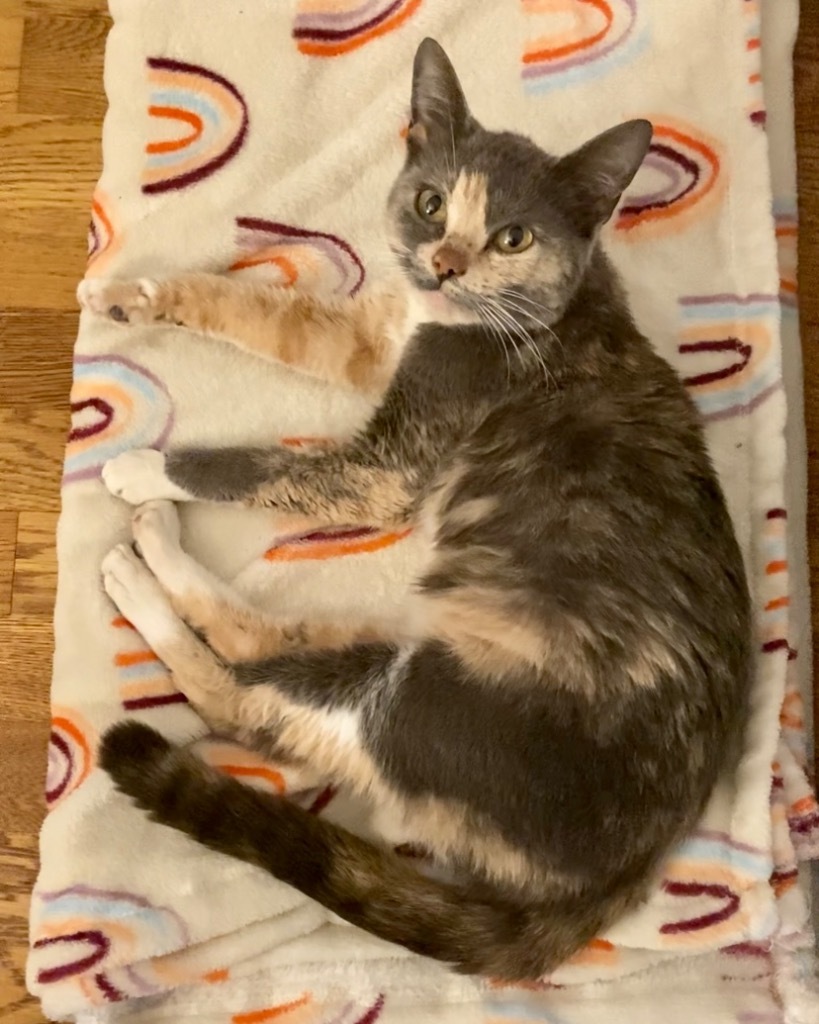 Polly, an adoptable Domestic Short Hair, British Shorthair in Ballwin, MO, 63011 | Photo Image 6