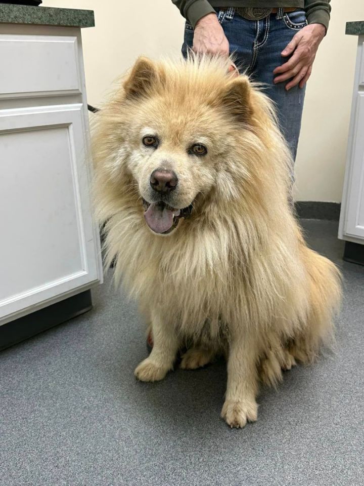 Fully grown hotsell chow chow