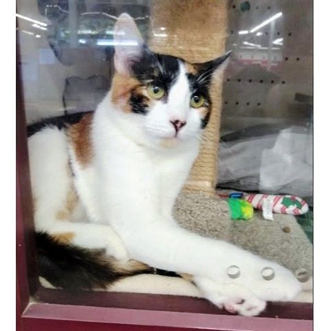 Hildy, an adoptable Calico in Salt Lake City, UT, 84109 | Photo Image 4