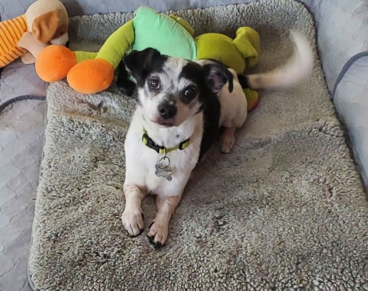 Wemblee, an adopted Terrier Mix in Palatine, IL_image-1
