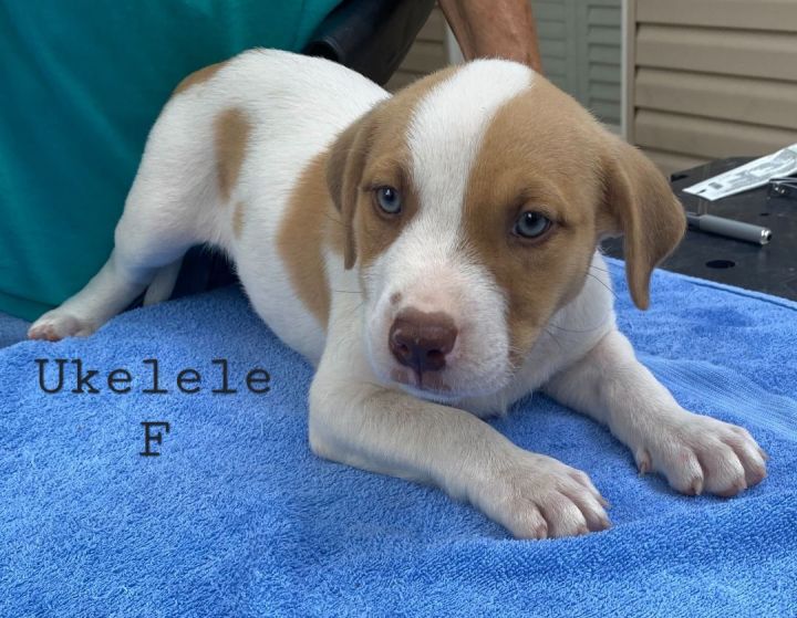 Ukulele , an adopted Labrador Retriever & Terrier Mix in Kalamazoo, MI_image-1