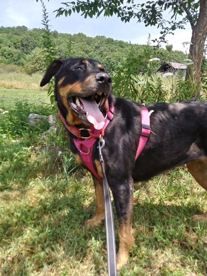 Dog for adoption - Rosa, a Rottweiler in Stuarts Draft, VA | Petfinder