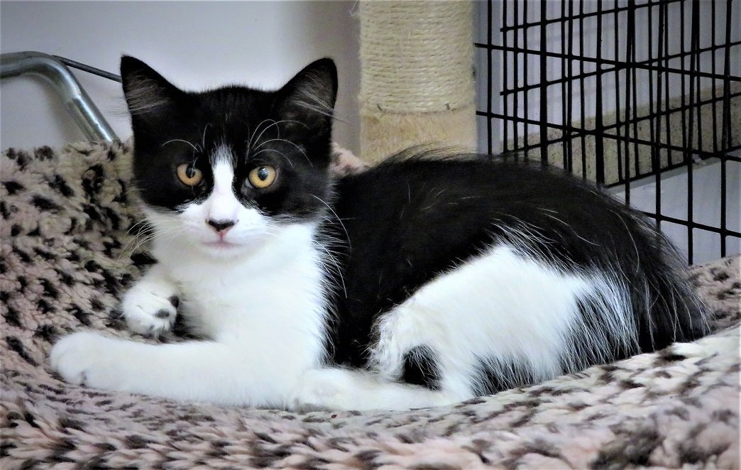 seal beach animal shelter cats