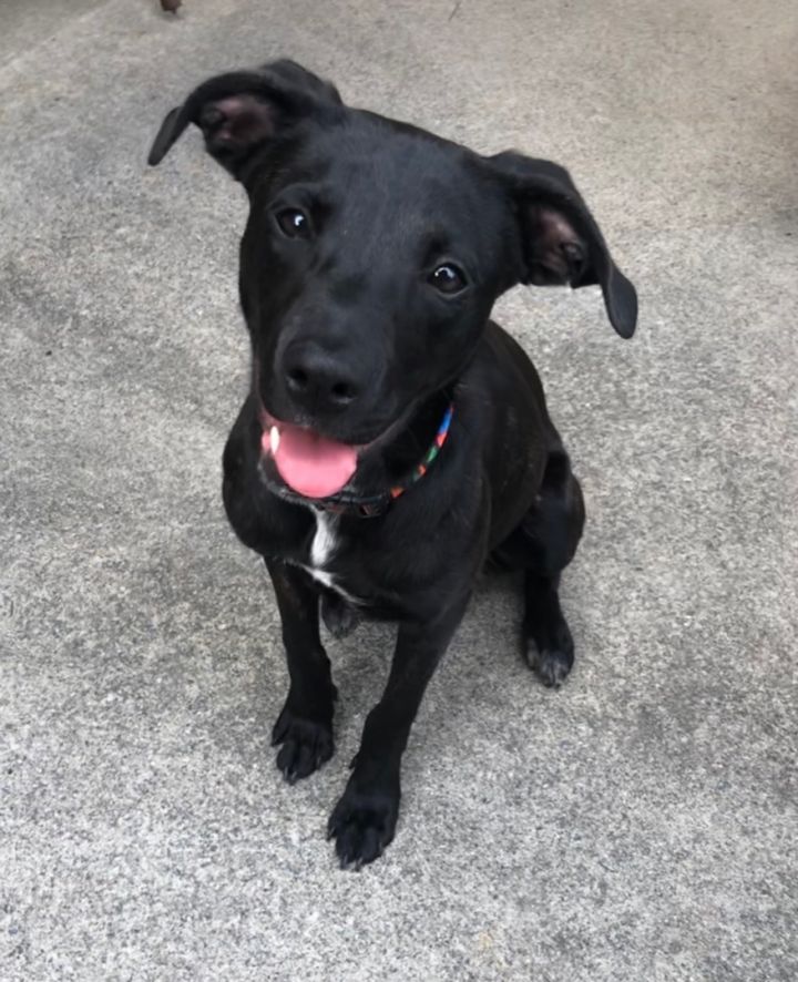 Blair , an adoptable Black Labrador Retriever Mix in McDonough, GA_image-1