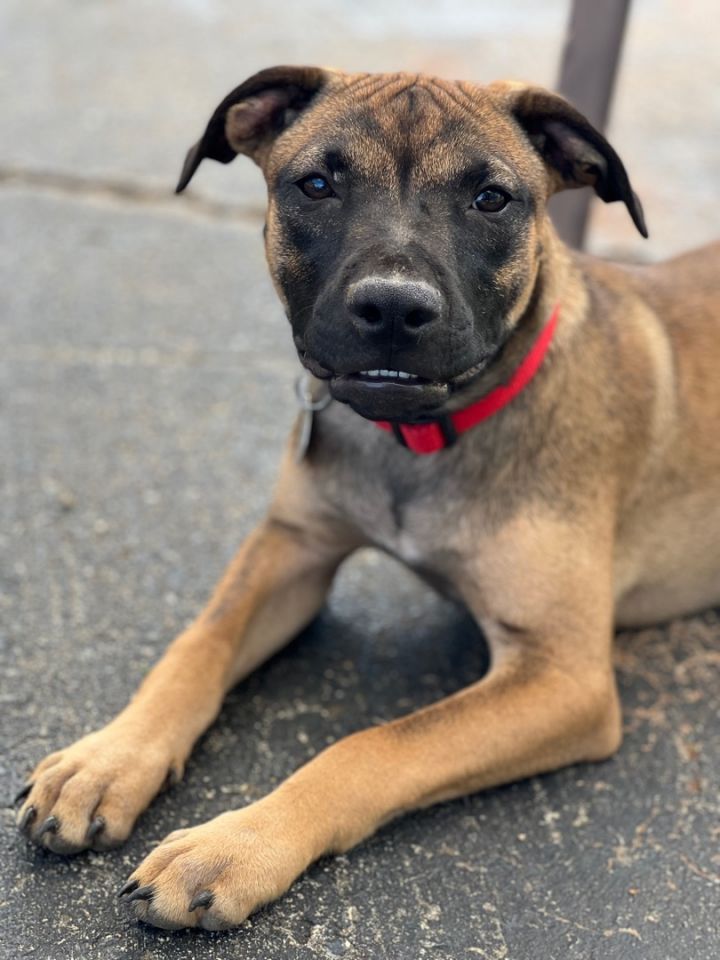 Dakota, an adoptable Boxer Mix in Greensboro, NC_image-2