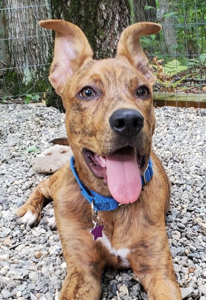 Justice *HERE IN NH*, an adoptable Mixed Breed in Northwood, NH_image-2