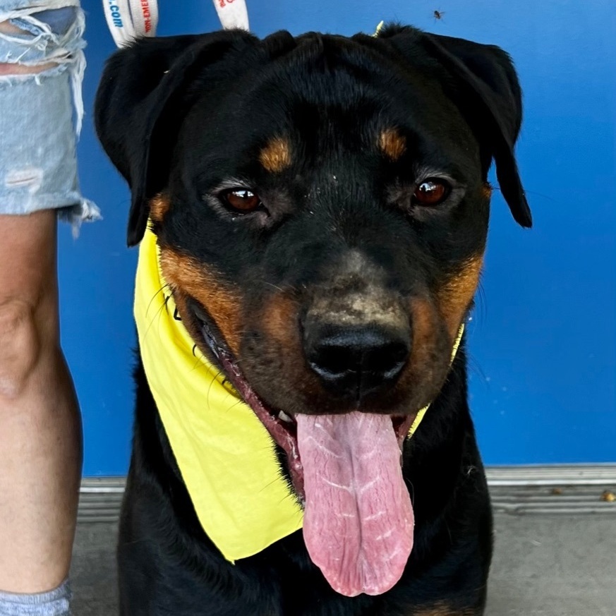 TWILA, an adoptable Rottweiler in Woodland, CA, 95695 | Photo Image 1