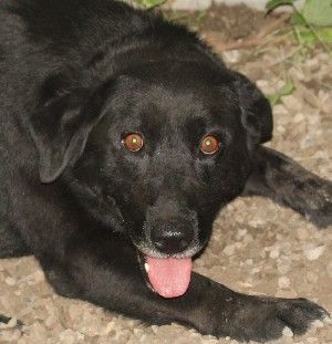 Happy, an adoptable Labrador Retriever in Savannah, MO, 64485 | Photo Image 1