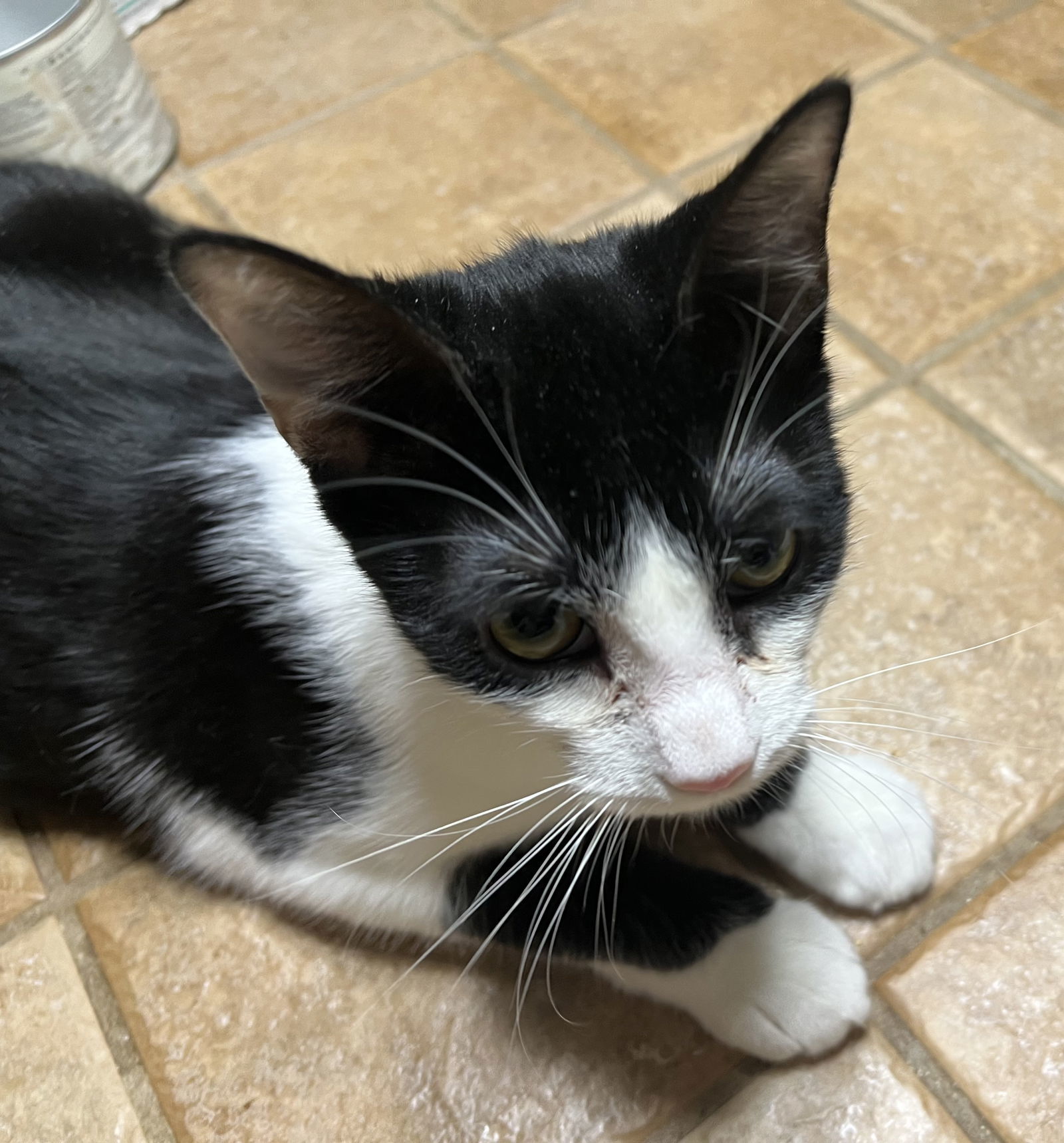 Jacqueline, an adoptable Tuxedo, Domestic Short Hair in Phoenix, AZ, 85029 | Photo Image 1