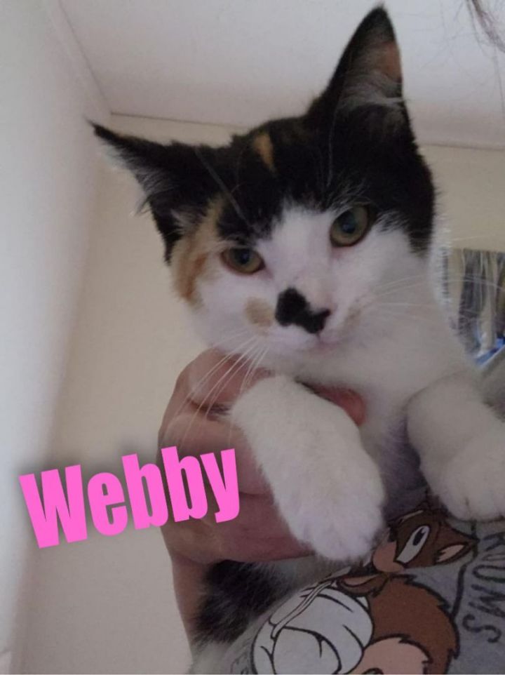 Webby 1