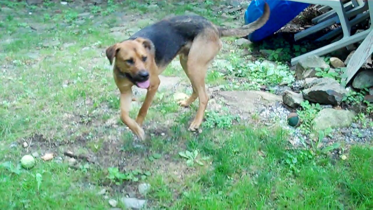 Chevy, an adoptable German Shepherd Dog, Greyhound in Sparta, NJ, 07871 | Photo Image 2
