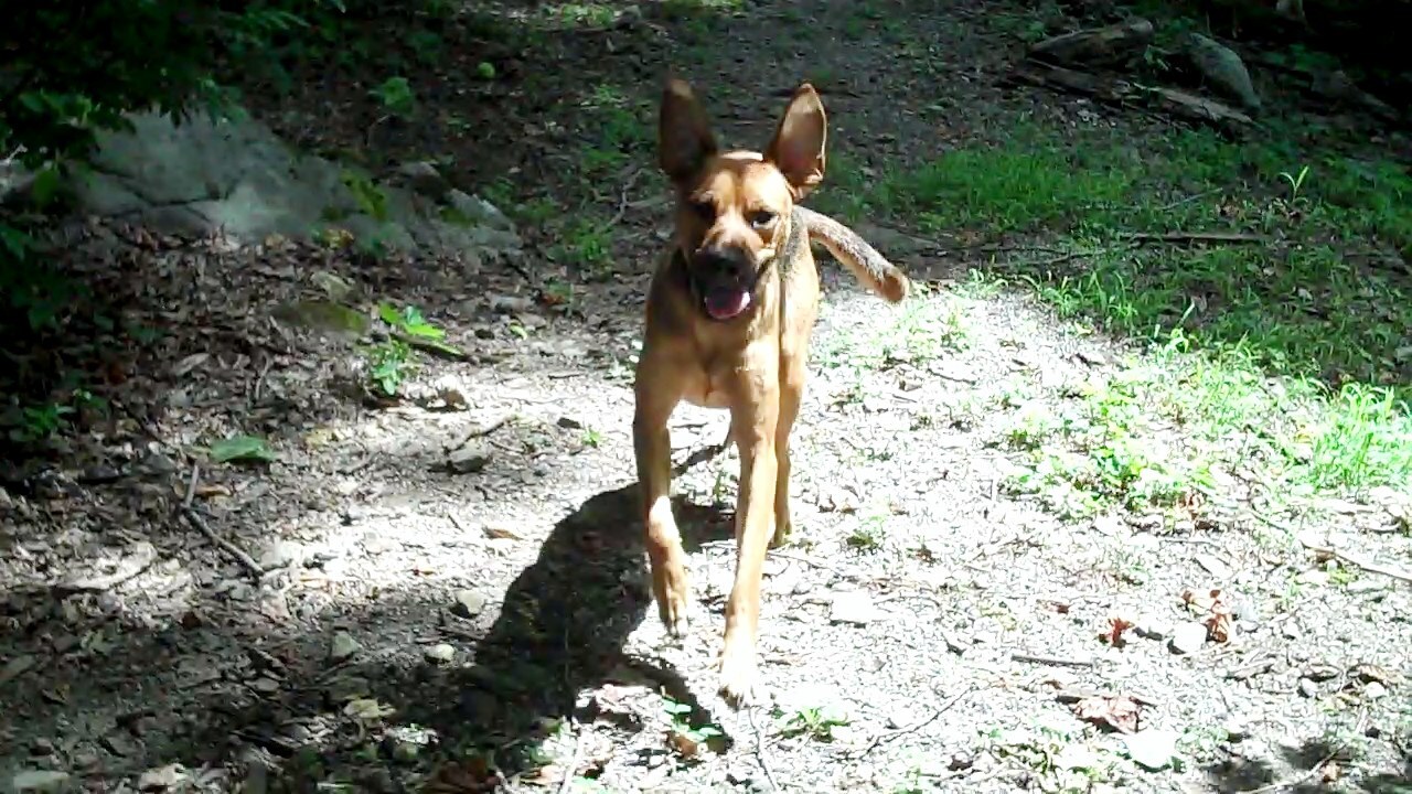 Chevy, an adoptable German Shepherd Dog, Greyhound in Sparta, NJ, 07871 | Photo Image 3