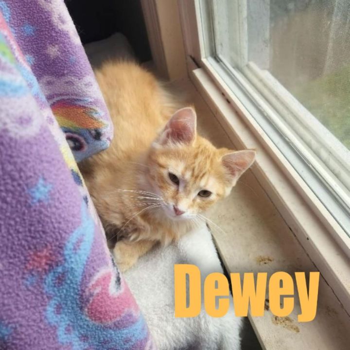 Dewey 1