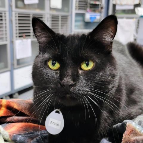 Annie, an adoptable Domestic Short Hair in Sheridan, WY, 82801 | Photo Image 1