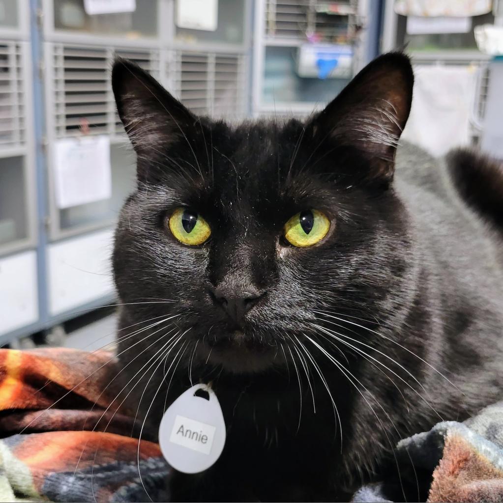 Annie, an adoptable Domestic Short Hair in Sheridan, WY, 82801 | Photo Image 1