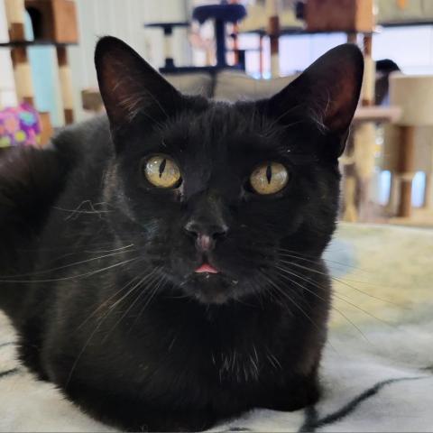 Gabby, an adoptable Domestic Short Hair in Sheridan, WY, 82801 | Photo Image 1