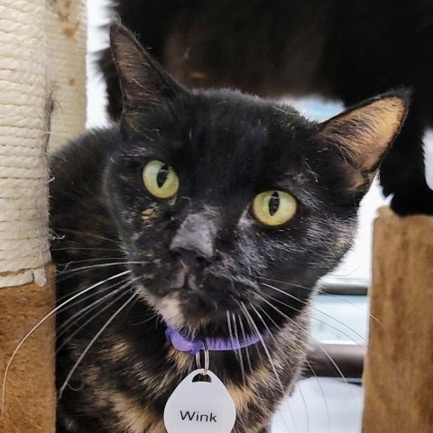 Wink, an adoptable Domestic Short Hair in Sheridan, WY, 82801 | Photo Image 1