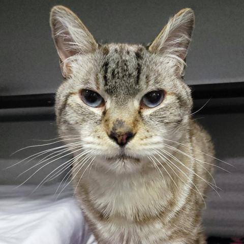 Caesar, an adoptable Domestic Short Hair in Sheridan, WY, 82801 | Photo Image 1