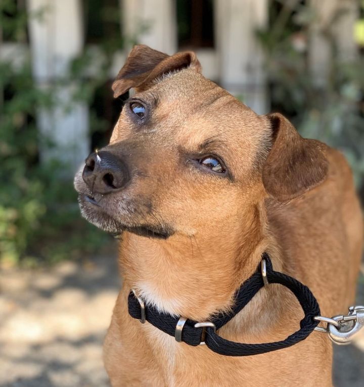 Jack russell terrier store weiner dog mix