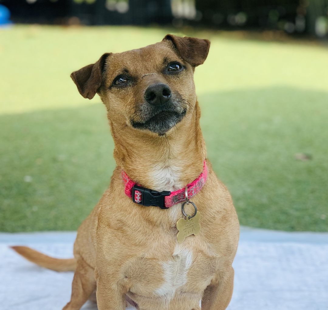 Weiner dog sale terrier mix