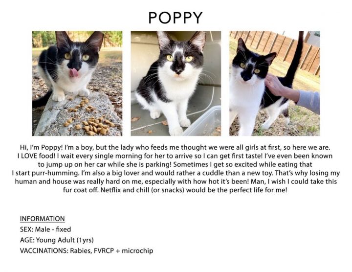 Poppy 2