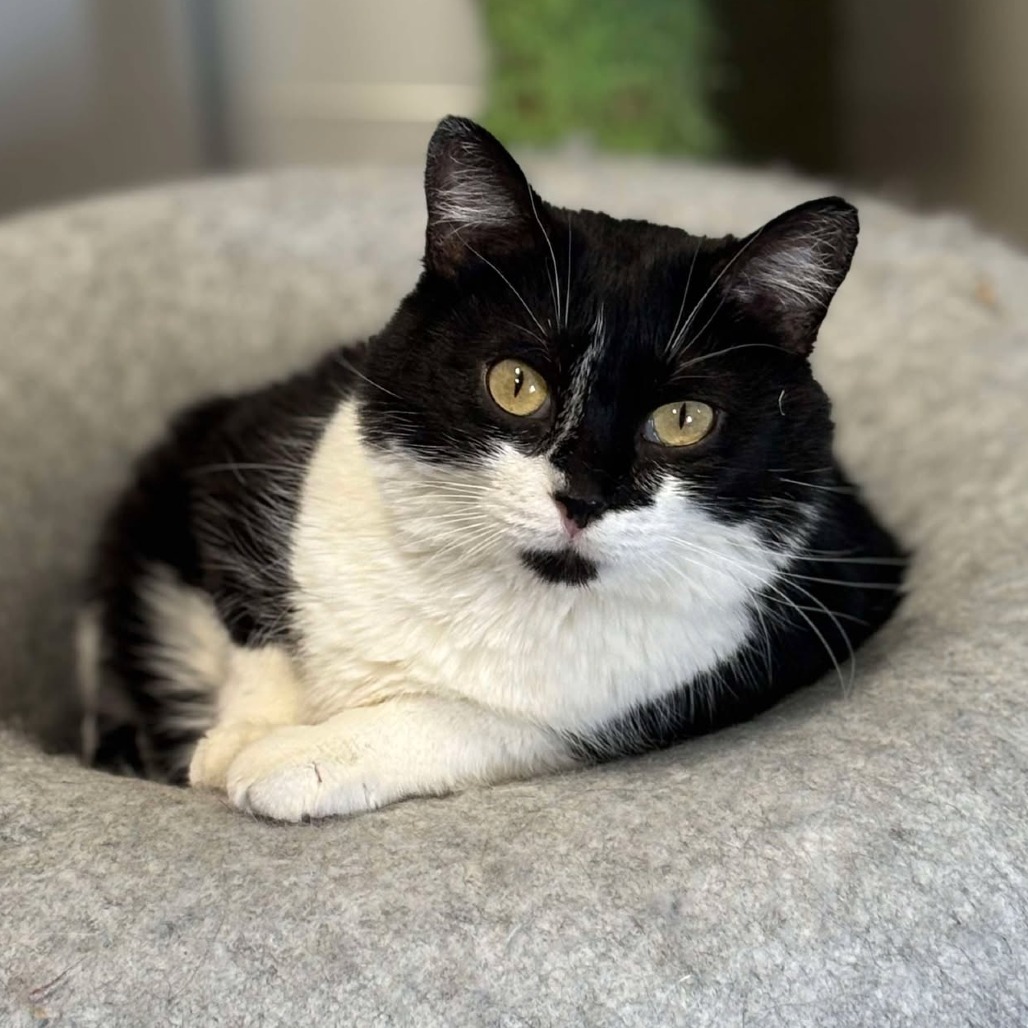 Gidget, an adoptable Domestic Short Hair in Sheridan, WY, 82801 | Photo Image 1