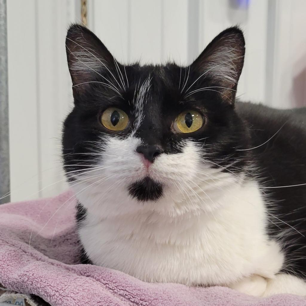 Gidget, an adoptable Domestic Short Hair in Sheridan, WY, 82801 | Photo Image 2