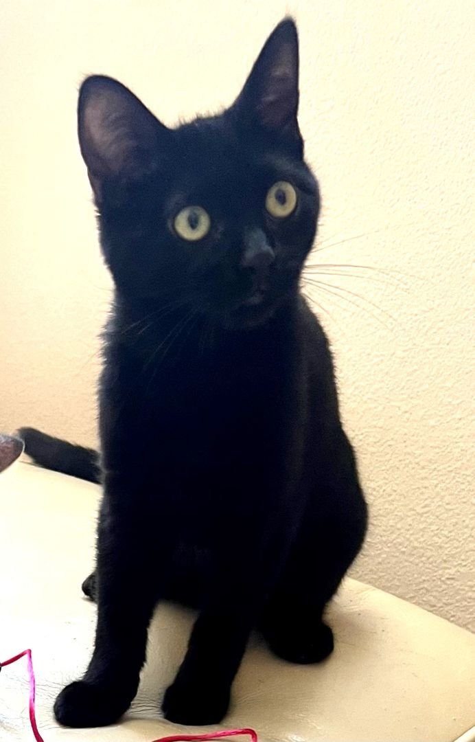 Panther, an adoptable Bombay & Domestic Short Hair Mix in Mission Viejo, CA_image-2