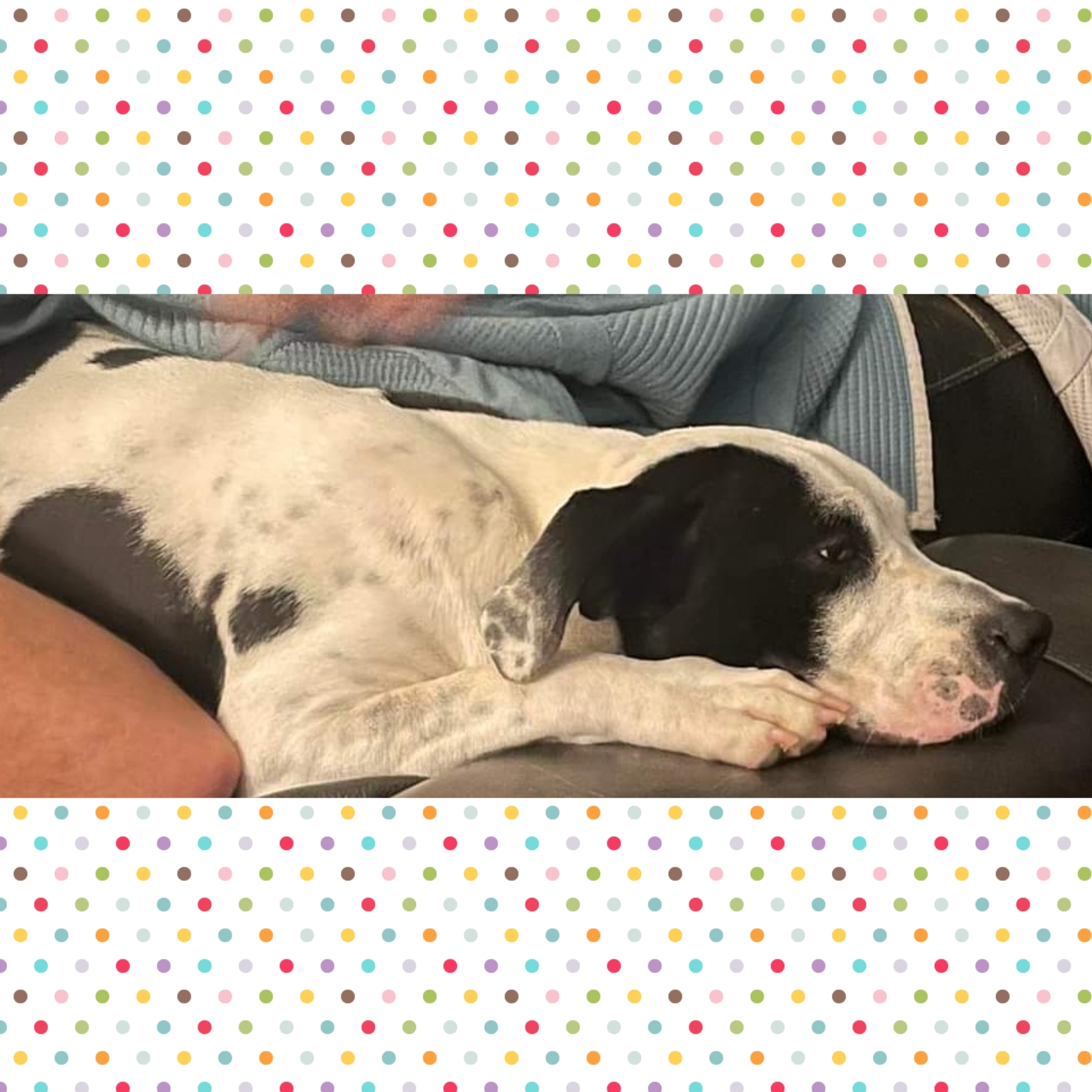 Missy, an adoptable American Bulldog in Fort Walton Beach, FL, 32547 | Photo Image 2