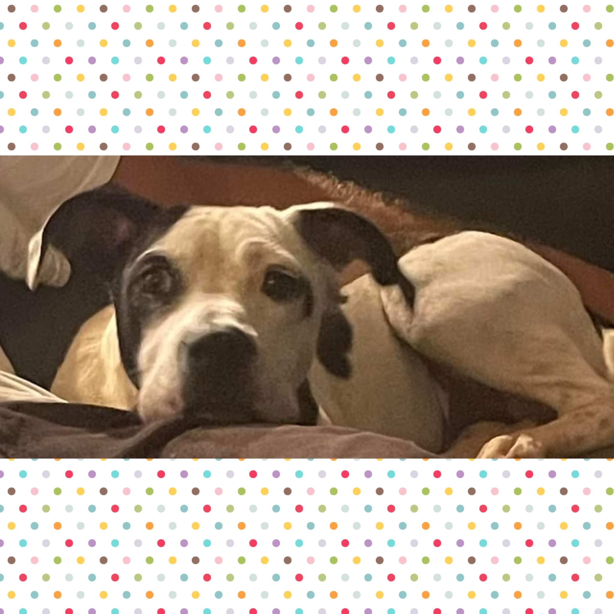 Missy, an adoptable American Bulldog in Fort Walton Beach, FL, 32547 | Photo Image 3