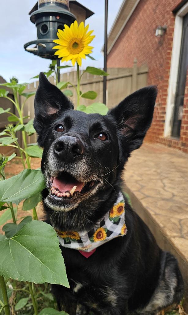 Shellie, an adoptable Shepherd in Madison, AL, 35758 | Photo Image 1