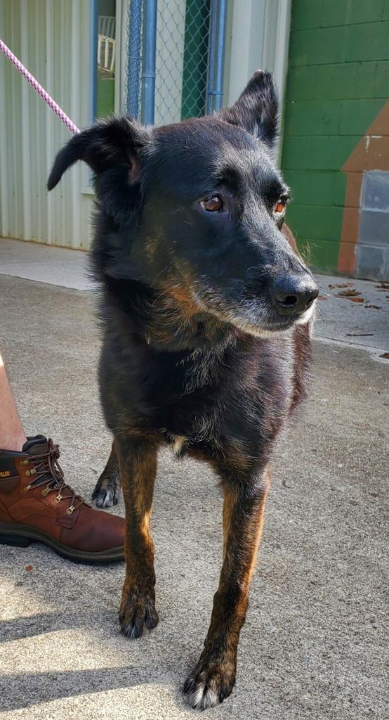 Shellie, an adoptable Shepherd in Madison, AL, 35758 | Photo Image 2