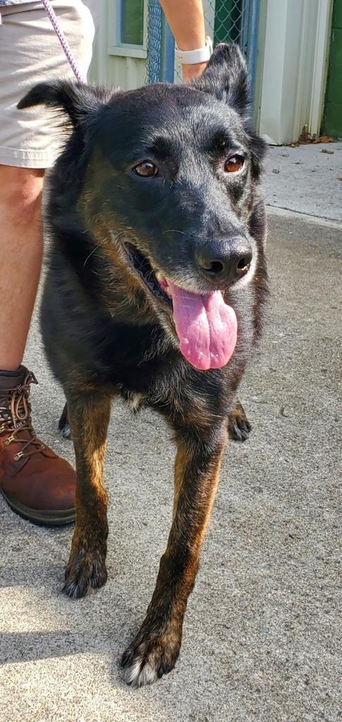 Shellie, an adoptable Shepherd in Madison, AL, 35758 | Photo Image 3