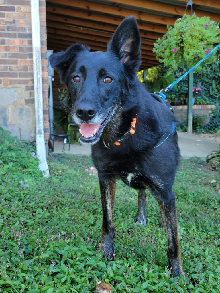 Shellie, an adoptable Shepherd in Madison, AL, 35758 | Photo Image 4