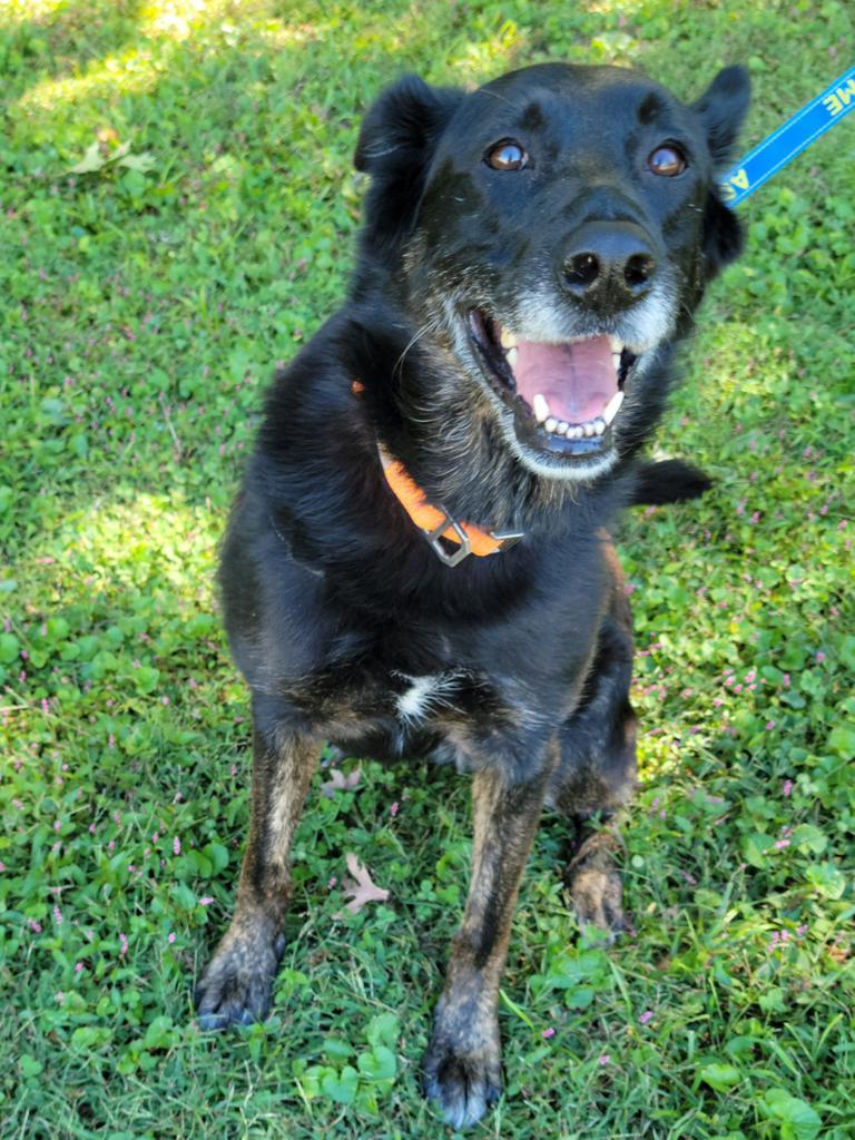 Shellie, an adoptable Shepherd in Madison, AL, 35758 | Photo Image 5